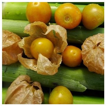 Andenbeere-Samen - Schönbrunner Gold