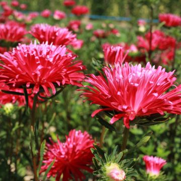 Schnittaster-Samen - Fackel