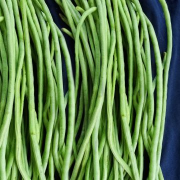 Stangenbohnen-Samen grüne - Spaghettibohnen-Mischung