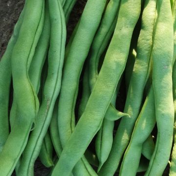 Stangenbohnen-Samen grüne - Neckarkönigin