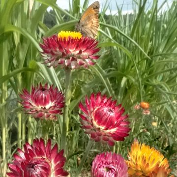Strohblumen-Samen - Hohe