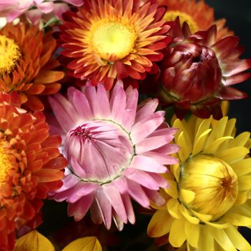 Strohblumen-Samen - Hohe