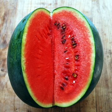 Wassermelonen-Samen - Sugar Baby