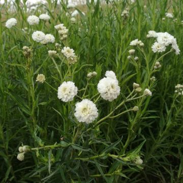 Sumpfschafgarbe-Samen - Silberknöpfchen