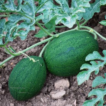 Wassermelonen-Samen - Sweet Siberian