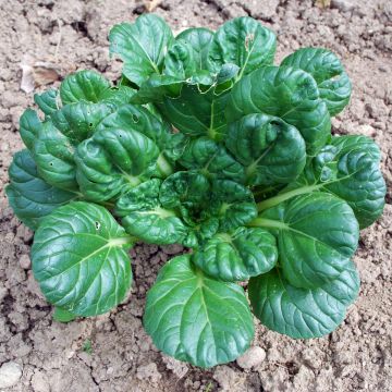 Asia-Gemüse-Samen - Tatsoi