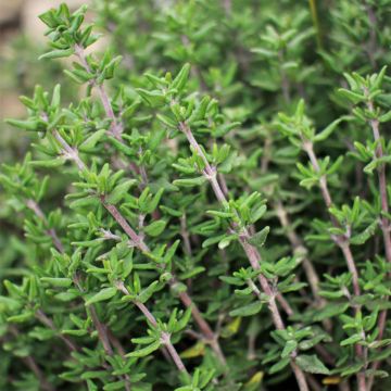 Thymian-Samen - Würzkraut