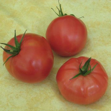 Fleischtomatensamen - Berner Rose