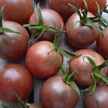 Cocktailtomatensamen - Black Cherry