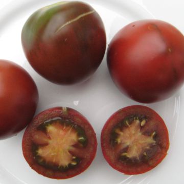 Tomatensamen - Black Plum