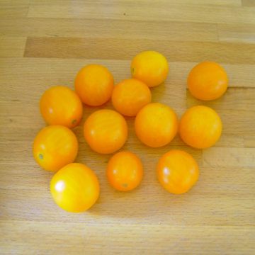 Cocktailtomatensamen - Blondköpfchen