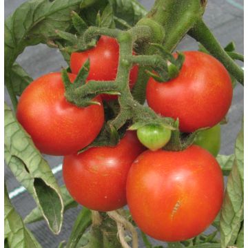 Tomatensamen - Cerise rot
