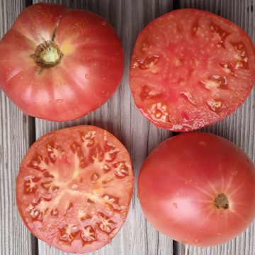 Fleischtomatensamen - Géant d'Orenbourg