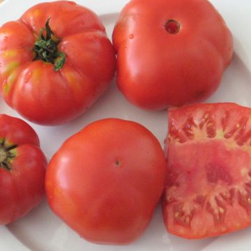 Fleischtomatensamen - Geante de Tézier