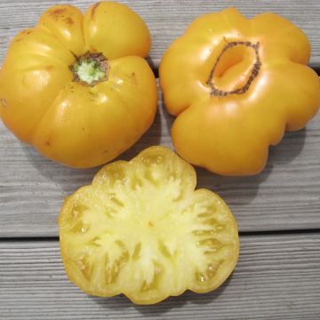 Fleischtomatensamen - Gelbe Russische