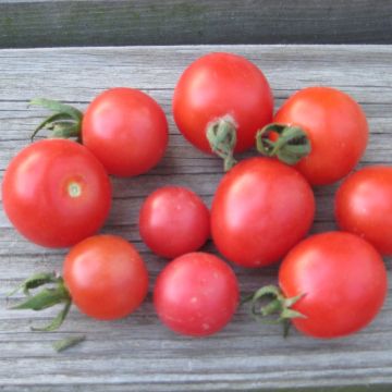 Cocktailtomatensamen - Humboldtii