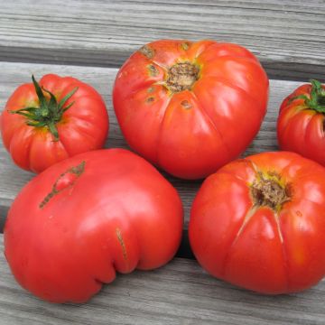 Fleischtomatensamen - Marmande de Pays