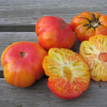 Fleischtomatensamen - Marvel Striped