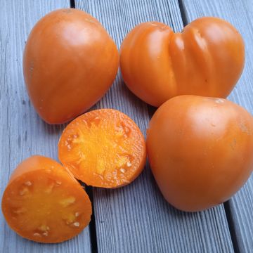 Fleischtomatensamen - Ochsenherz Orange