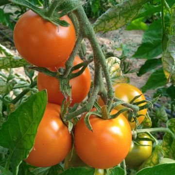 Tomatensamen - Orange Favourite