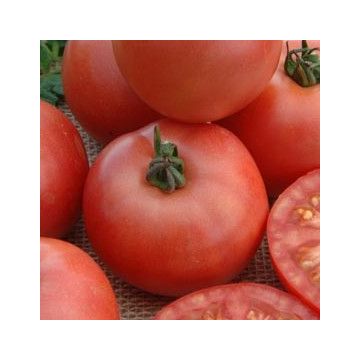Fleischtomatensamen - Ozarowski
