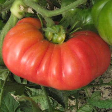 Fleischtomatensamen - Paprikaförmige