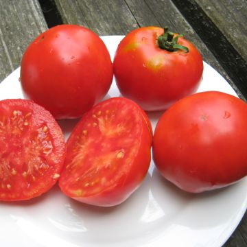 Fleischtomatensamen - Piroka