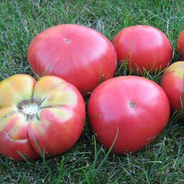 Fleischtomatensamen - Ponderosa Pink