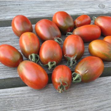 Tomatensamen - Prune Noire