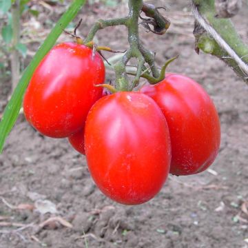 Tomatensamen - Quadro