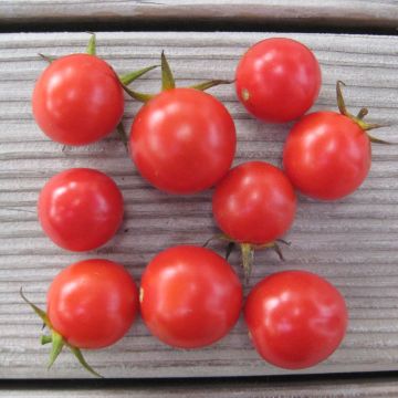Cocktailtomatensamen - Resi