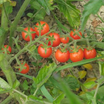 Cocktailtomatensamen - Rote Murmel