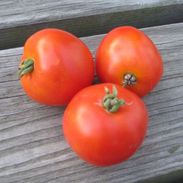 Tomatensamen (Busch-) - Rotkäppchen