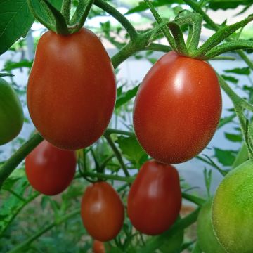 Tomatensamen - Russische Wintertomate