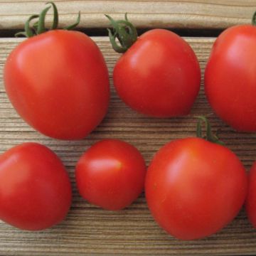 Cocktailtomatensamen - Ruthje