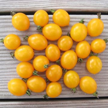 Cocktailtomatensamen - Stachelbeertomate
