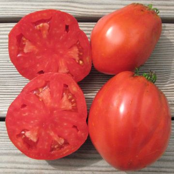 Fleischtomatensamen - Toscana