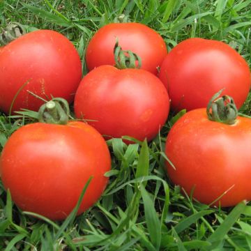 Tomatensamen - Veni Vidi Vici