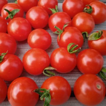 Cocktailtomatensamen - Waltingers