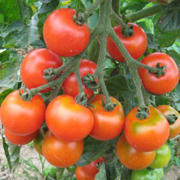 Samenset Tomaten Basic