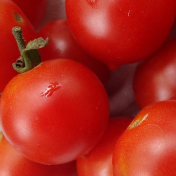 Cocktailtomatensamen - Deutsche Riesentraube