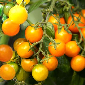 Cocktailtomatensamen - Golden Currant