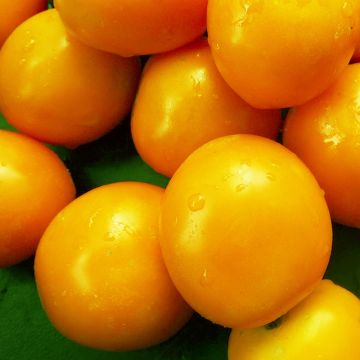 Tomatensamen - Sundrop