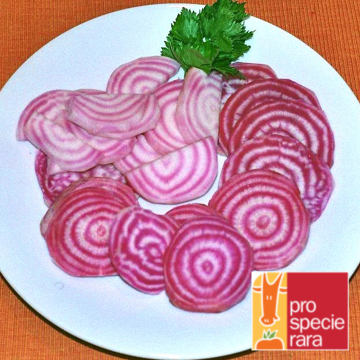 Rot-Weiße-Bete-Samen - Tondo di Chioggia