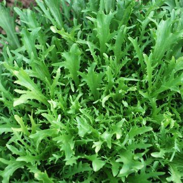 Salat-Samen, Krauser Endivien / Frisée - Très Fine De Maraîchère