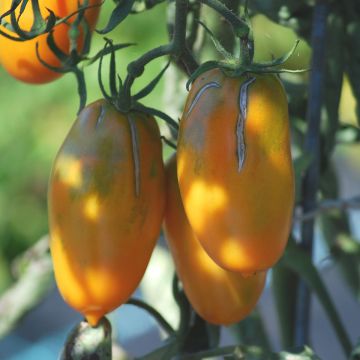 Tomatensamen - Tschuchloma