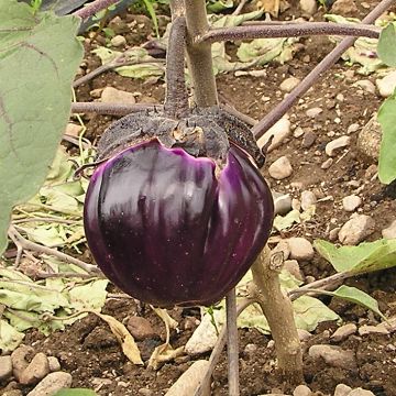 Auberginen-Samen - Violetta di Firenze