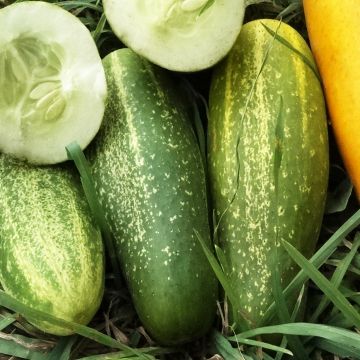 Einlegegurken-Samen - Vorgebirgstraube