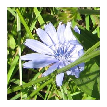 Wegwarte-Samen