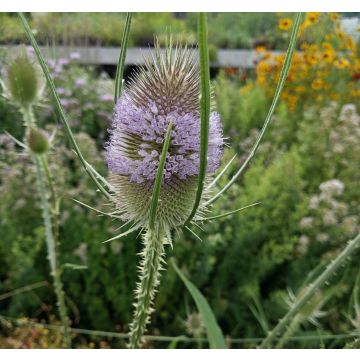 Wilde Karde-Samen - Zierpflanze